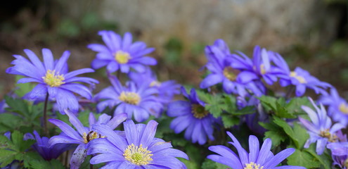 Fototapeta premium Beautiful blue Anemone Apennina flowers on green grass background close up.