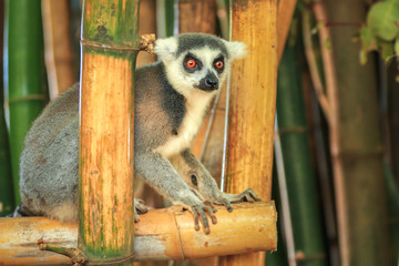 Lemur sits on the stalk of bamboo