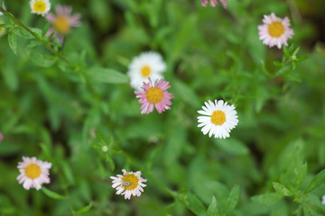 erigeron  karvinskianus