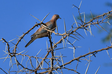 A bird on a branch with big thorns