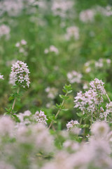 thymus longicaulis