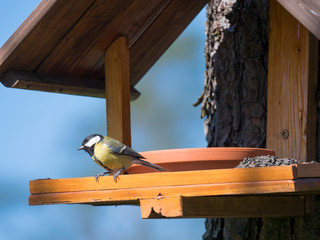 Close up Great tit, Parus major bird perched on the bird feeder table with sunflower seed. Bird feeding concept. Selective focus.
