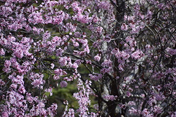 Arbre en fleurs