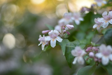 Blühende Kolkwitzie (Kolkwitzia amabilis) 