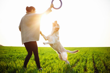 Cheerful and happy dog labrador retriever plays with his young woman owner on a green field on the sunset at spring. The dog lookis and plays with his purple toy circle. Active pet concept.
