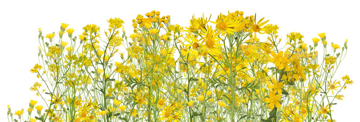 Obraz na płótnie Canvas large group of wild yellow flowers on white