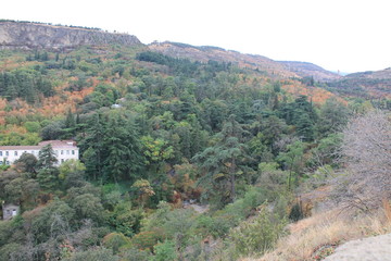 Fototapeta na wymiar flora of the Georgian mountains and slopes spruce and deciduous trees Georgia
