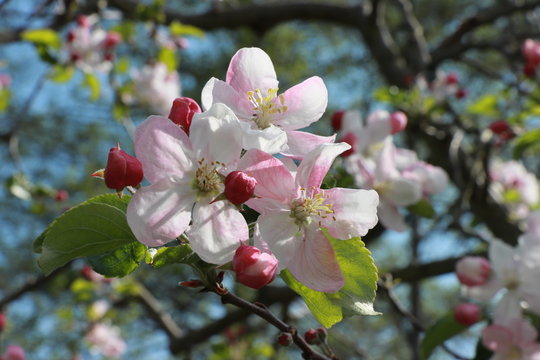 Blossoms of an apple tree (Malus domestica Rewena)