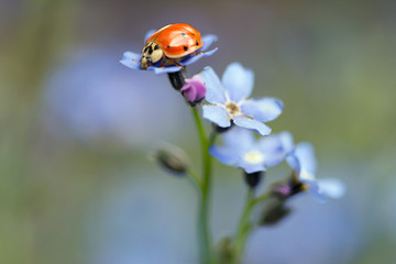 Ladybug on a forget-me-not flower