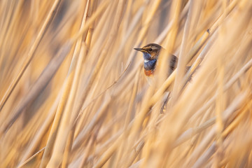 Bluethroat - Cyanecula svecica, beautiful colored shy perching bird from European reeds and fresh water shores, Morava river, Czech Republic.