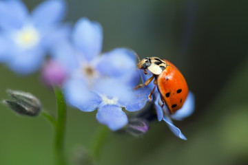 Ladybird on a forget-me-not flower