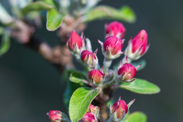 Apple tree pink red flower buds and young leaves in the warm sunshine in the spring orchard garden close up.