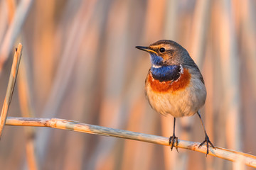 Bluethroat - Cyanecula svecica, beautiful colored shy perching bird from European reeds and fresh water shores, Morava river, Czech Republic.
