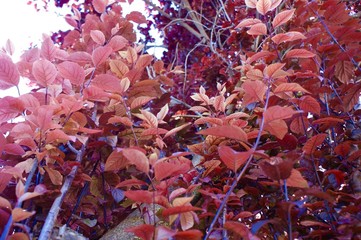 Red cherry blossom tree leaves