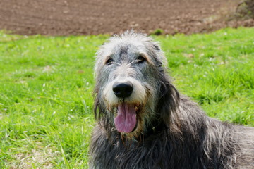 Irischer Wolfshund