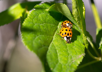 Obraz premium Black ladybirds copulating on a green leaf