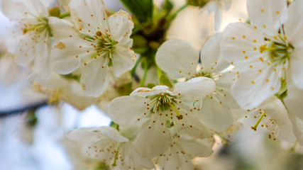 Flowers on a branch of cherry tree.  Spring flowering cherry.  Blooming cherry in the spring. 3