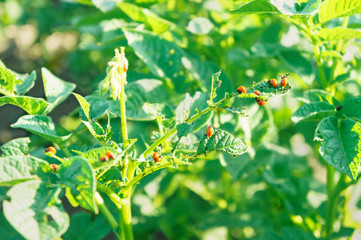 Green foliage of potato bush that many red Colorado beetle larvae eat