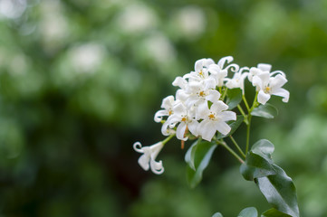 Orange jasmine flower or Murraya paniculata with green natural background.