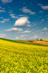 Obraz premium Canola or Rapeseed in Fields.Colorful Farmland at Spring. Blue Sky over Horizon