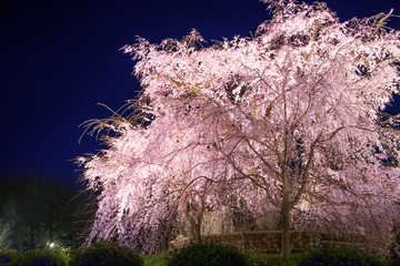京都　円山公園の夜桜