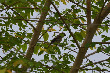 A beautiful bird sitting on a tree branch