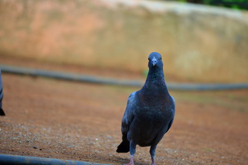 A rock pigeon staring 