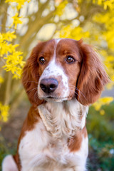 Adorable cute welsh springer spaniel in spring, active happy healthy dog playing outside.
