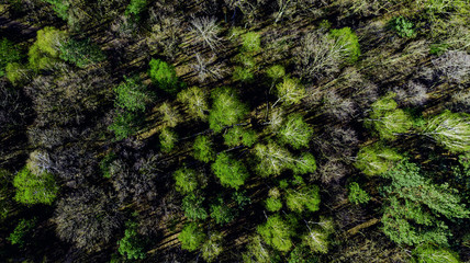 Aerial View Over Fresh Foliage in Forest at Spring. Drone Top Down