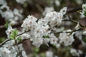 Obraz premium beautiful apple tree blossom in spring
