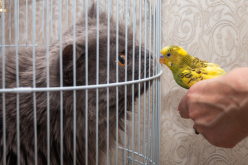 the parrot is looking at the cat who is sitting in the cage.
