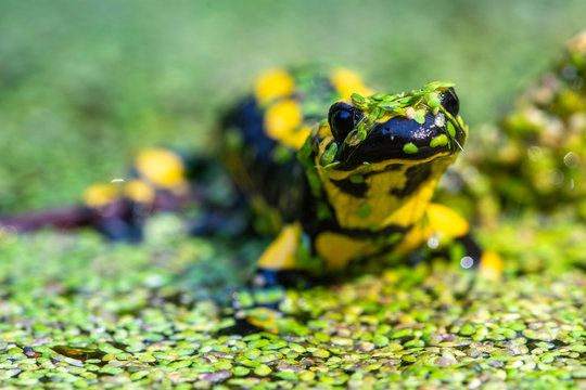 Feuersalamander