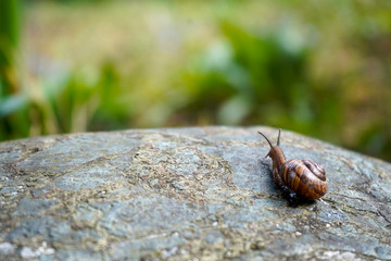 Snail with a shell crawling on a gray stone close up