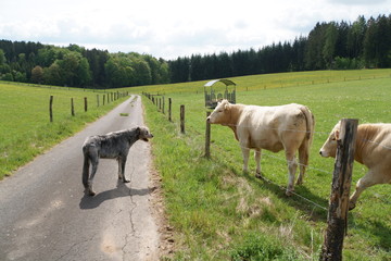 Obraz premium Irischer Wolfshund