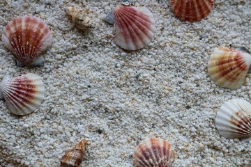 砂浜　貝　海辺　風景　イメージ