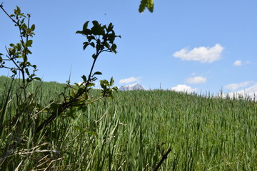 Champ et plante de montagne