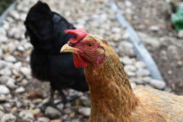Kopf eines Huhns, schwarzes Huhn pickt im Hintergrund