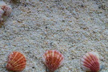 砂浜　貝　海辺　風景　イメージ