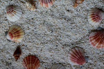 砂浜　貝　海辺　風景　イメージ