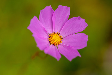 Fototapeta premium Cosmea flower with pink petals. Selective focus