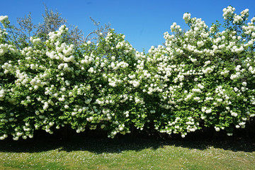 Fototapeta na wymiar White hydrangea garden park with clear blue sky