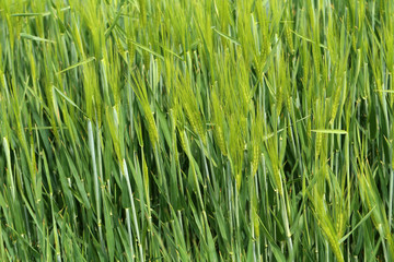 Fototapeta na wymiar Green winter crops in the fields began to spike