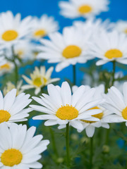 Fototapeta premium ノースポールの花