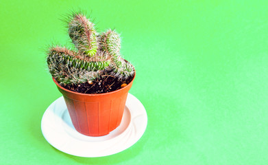 cacti in pots on green background