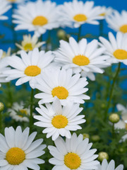 ノースポールの花