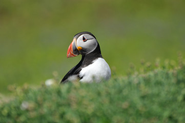 Face to face with Atlantic puffin Fratercula arctica