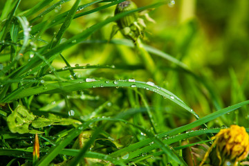 In the Morning dew on the grass