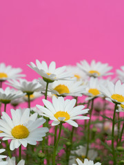 ノースポールの花
		            