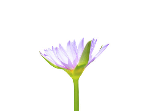 Side view of purple lotus or water lilly isolated on white background