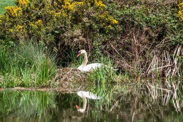 Swan on the countryside canal